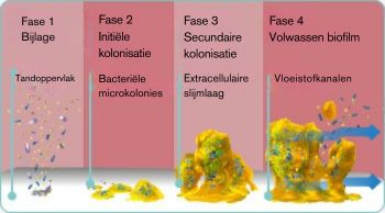 NL-explore-image-oral-care-vap-facts-1